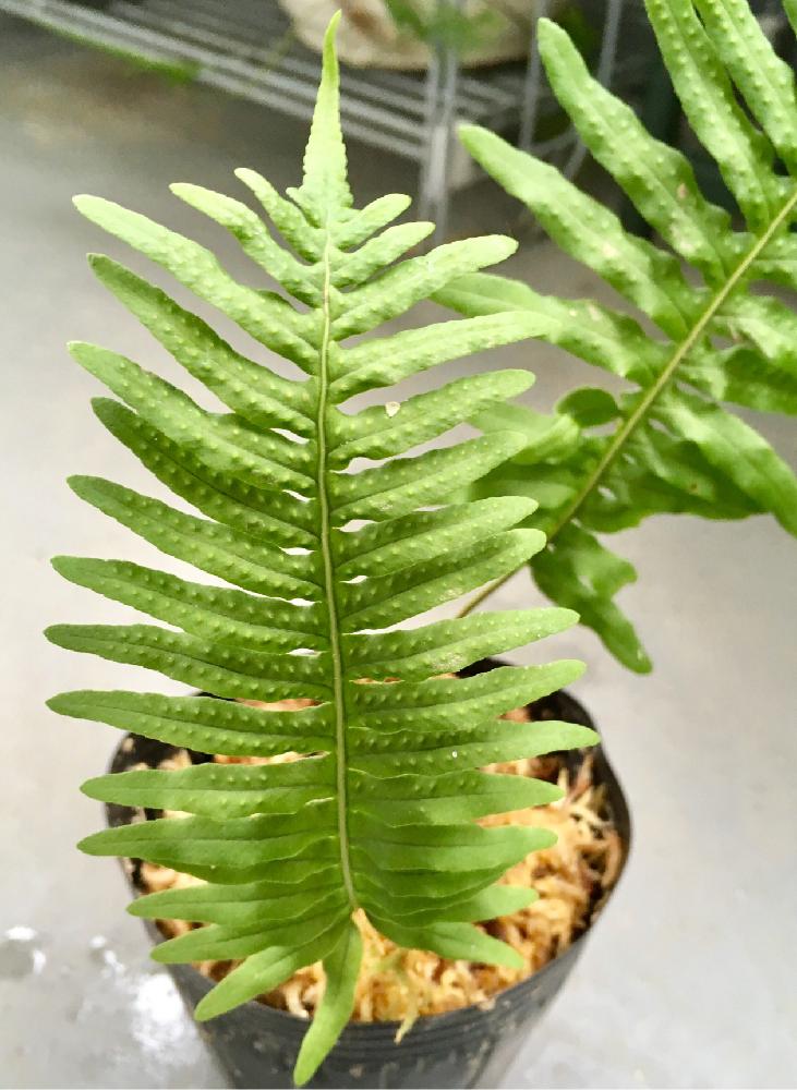 オオエゾデンダの投稿画像 By やじきたさん バルコニストとシダ植物と花のない暮らしと西日と絶滅危惧ib類とウラボシ科とエゾデンダ属 17月8月18日 Greensnap グリーンスナップ