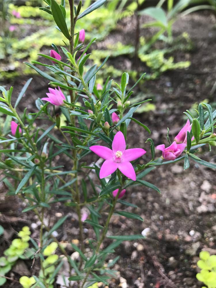 すべての花の画像 エレガントサザンクロス 花 地植え