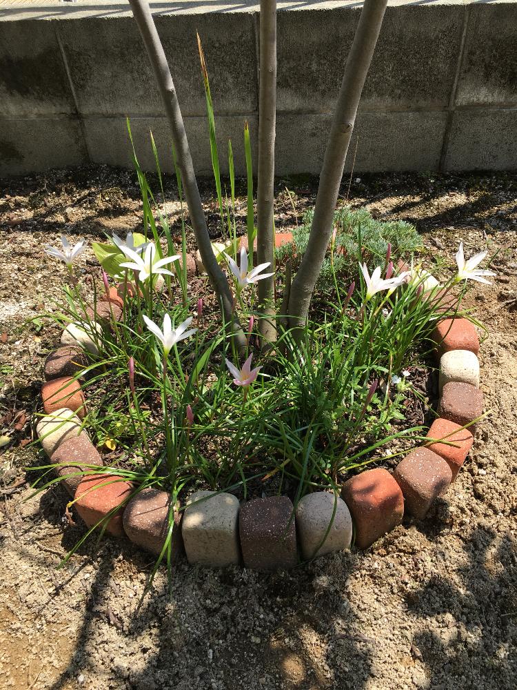 タマスダレの投稿画像 By ちゃんりーさん ゼフィランサスと庭パトと涼しげと暑い とレンガの花壇と100均とダイソーと可愛い 艸 と花のある暮らしと白い花と球根植物 17月8月18日 Greensnap グリーンスナップ