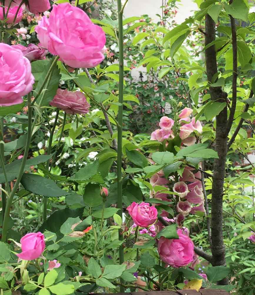 ジギタリスの投稿画像 By Kyonekoさん 大きい花とピンクの花とタネからとつるバラとナチュラルガーデンとバラ 地植えと今日のお花と宿根草 とこぼれ種 17月8月18日 Greensnap グリーンスナップ