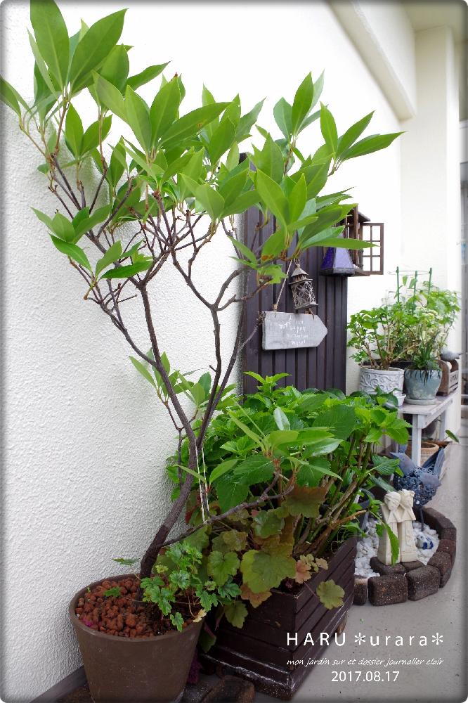 イリシウム フロリダナムの投稿画像 By H A R Uさん 紫陽花 パープルスレンダーとみどりのある暮らしとシンボルツリーとベランダガーデンとdiyとガーデニングとバルコニスト 2017月8月19日 Greensnap グリーンスナップ