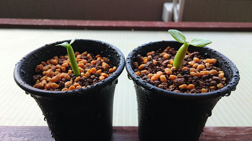 アデニュウムアラビクムの投稿画像 By Neilさん 矮性とコーデックスと黒肌と実生と塊根植物とアデニウムアラビカム 17月8月19日 Greensnap グリーンスナップ