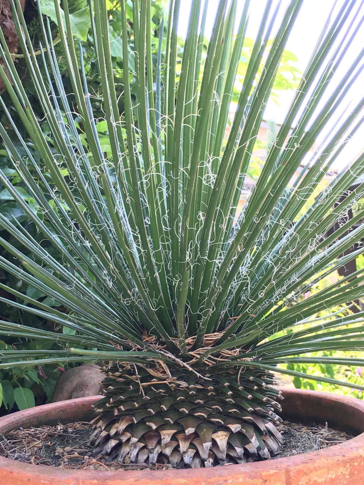 アガベジェミニフローラ