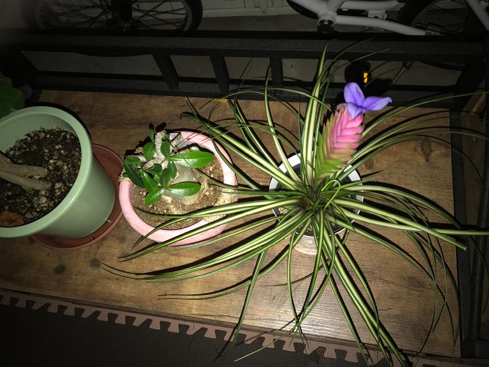 ハナアナナスの投稿画像 By みんカラ B えいぷさん 観葉植物 コンテストと観葉植物とパイナップル科とパイナップルの木とパイナップルの花 17月8月19日 Greensnap グリーンスナップ