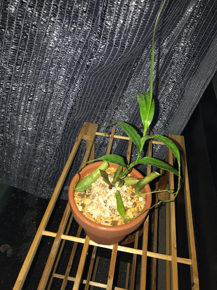 ネペンテスの投稿画像 By 春かいろさん ウツボカズラと食虫植物と駄温鉢と食虫植物 ウツボカズラといいね コメントいつもありがとうございます 17月8月19日 Greensnap グリーンスナップ