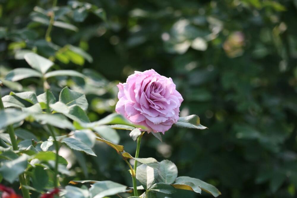 ノヴァーリスの投稿画像 By Miyabinecoさん ばら バラ 薔薇とムラサキの花と京成バラ園と夏の花と植物園と美しいと薔薇 17月8月日 Greensnap グリーンスナップ