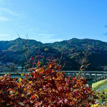 渡月橋の画像 by ピッチさん | お出かけ先と紅葉（こうよう）と渡月橋と嵐山と京都