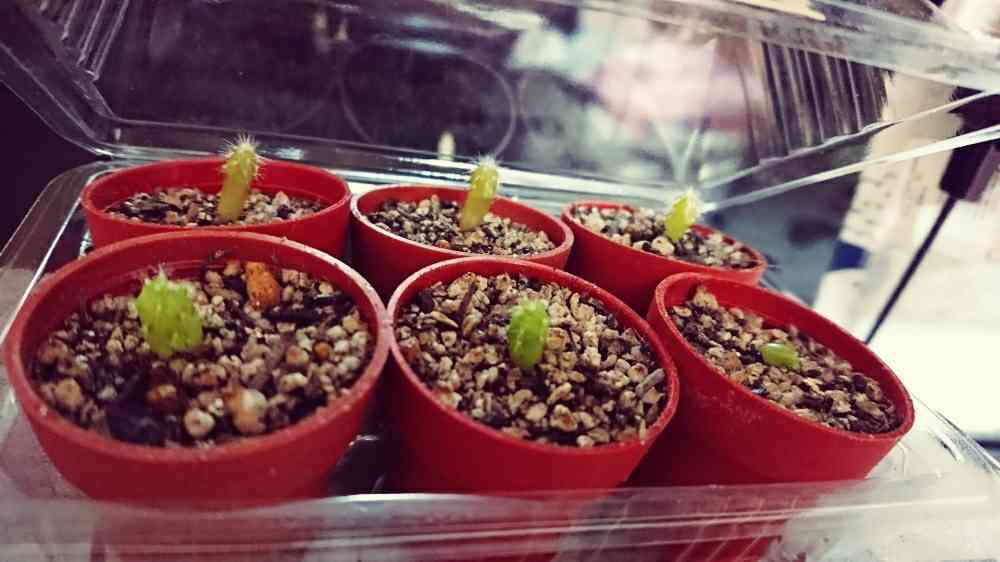 激レア）柱サボテン実生苗　いろいろセット　速達おまけ 栽培キット 育てるカプセル サボテン 栽培セット 植物 グリーン 丸