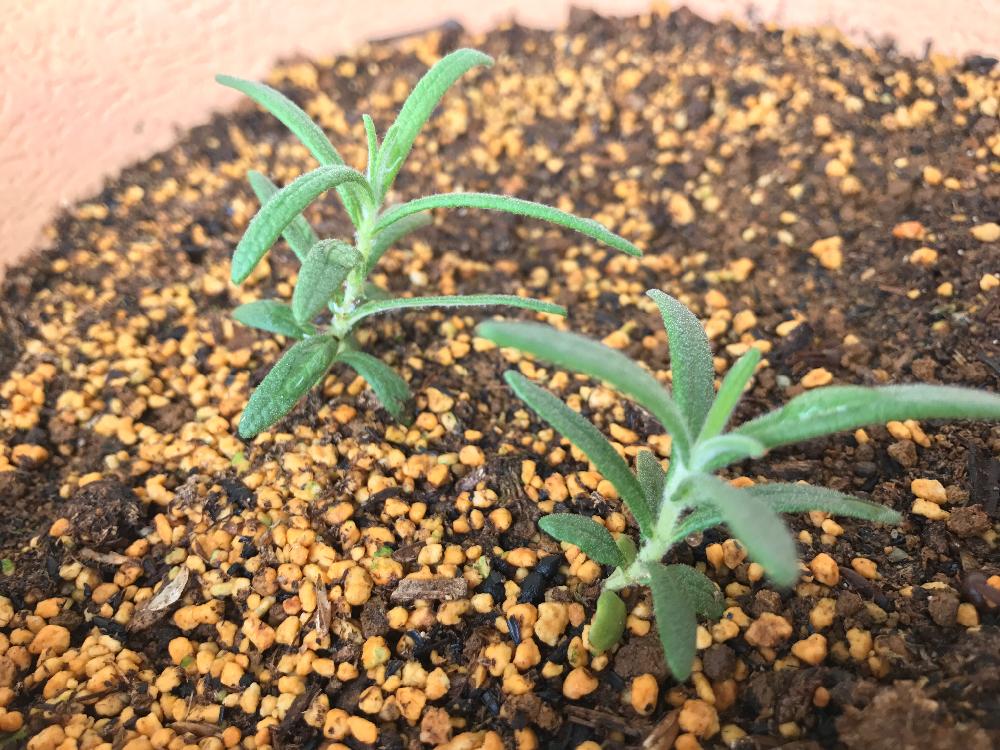 ローズマリーの投稿画像 By Ayuayucchiさん バルコニー ベランダとハーブと種から育てる とハーブと種から育てる 17月8月日 Greensnap グリーンスナップ Greensnap グリーンスナップ