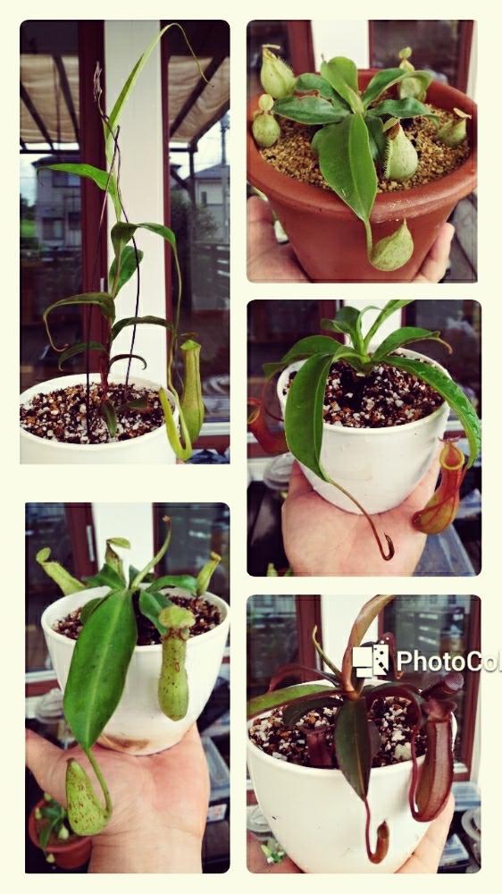 ネペンテス属の投稿画像 By Cyokodogさん 植え替えと食虫植物 ウツボカズラと食虫植物 17月8月日 Greensnap グリーンスナップ