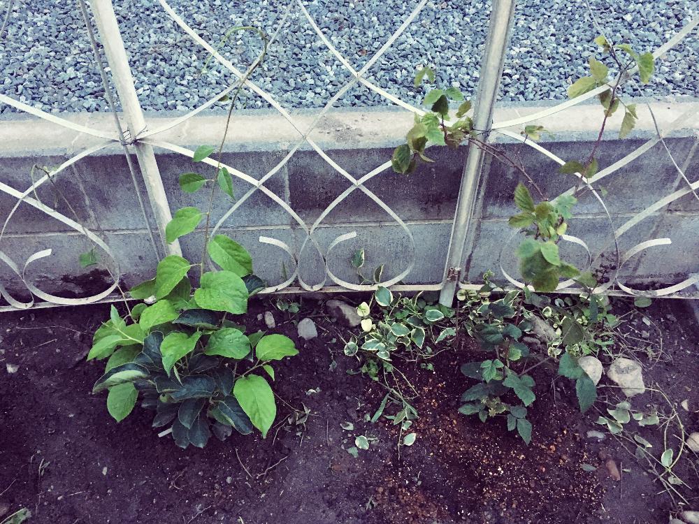 サルナシの投稿画像 By ゆこゆこさん ブラックベリーと斑入りﾂﾙﾆﾁﾆﾁｿｳとフェンスに這わせたいと食べれると食べれる植物好きとつる性植物と実のなる植物 17月8月日 Greensnap グリーンスナップ