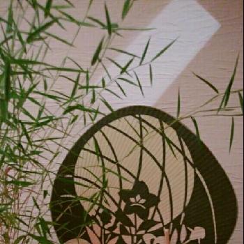 黒軸カリヤスの画像 by High Rollerさん | 玄関と黒軸カリヤスとスマホ撮影とグリーンインテリアと和風ティストと山野草と骨董品と今日の一枚と雑貨と小品盆栽と盆栽