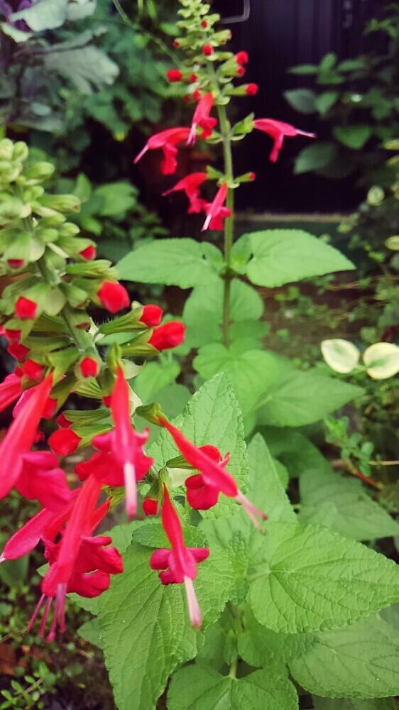 サルビア コッキネアの投稿画像 By Ladybirdさん 小さな庭とhtcと今日の一枚と今日のお花とこぼれ種と赤い 花とガーデニングと咲いた とhtcと今日の一枚と今日のお花とこぼれ種と赤い花とガーデニングと咲いた 17月8月日 Greensnap グリーンスナップ