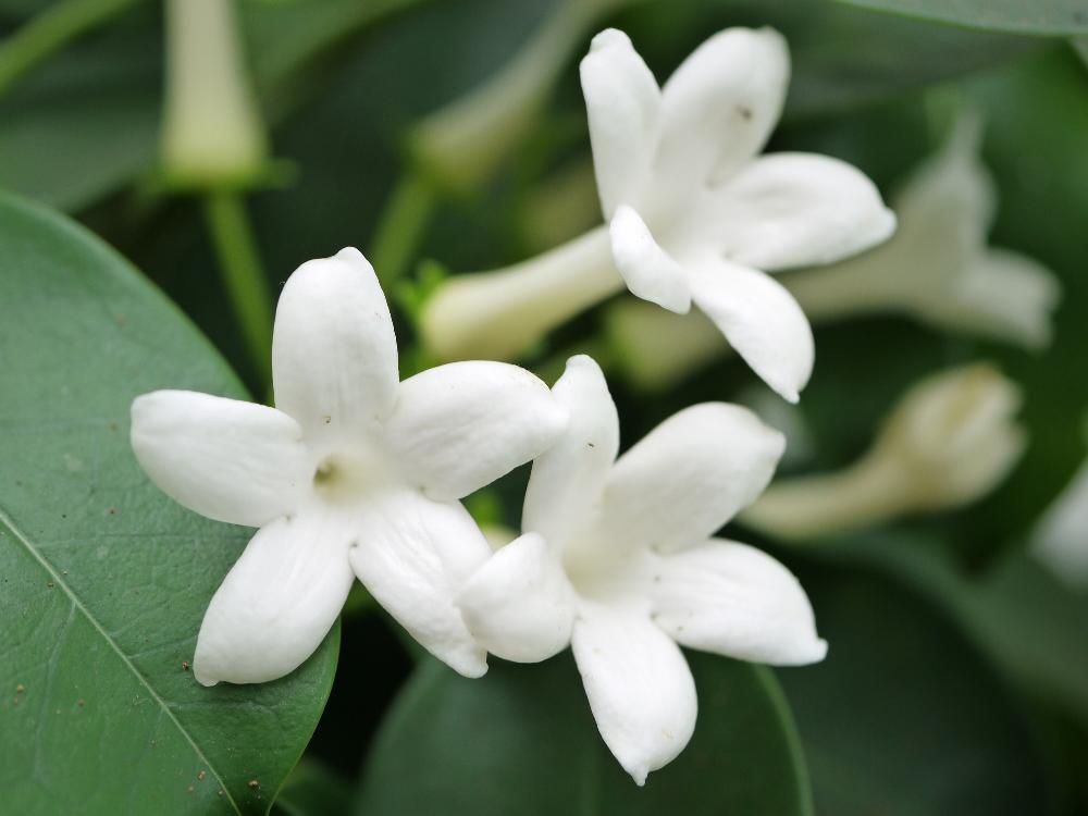 マダガスカルジャスミンの投稿画像 By Snowrabbitsさん 花のある暮らしと夏の花と白い花 17月8月日 Greensnap グリーンスナップ