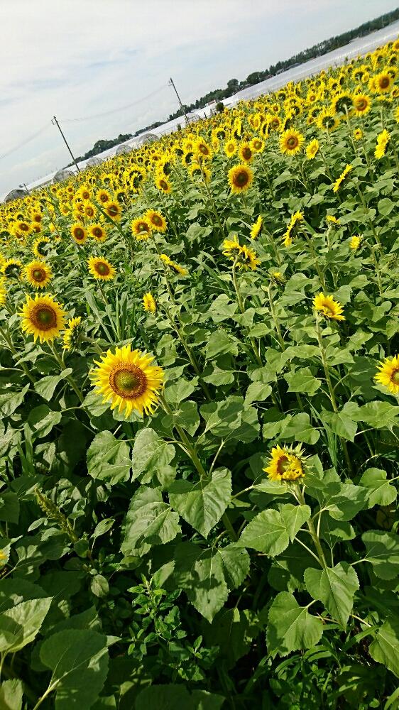 ひまわり畑の投稿画像 By マミィさん 今日のお花と寒過ぎる夏と青森の夏 17月8月21日 Greensnap グリーンスナップ