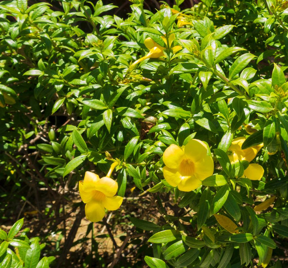 マンデビラ サマーブーケの投稿画像 By あーるさん アラマンダと8月の写真と暑い暑い ときれいと今日のお花とベトナム ダナンと庭木と今日の花 17月8月21日 Greensnap グリーンスナップ