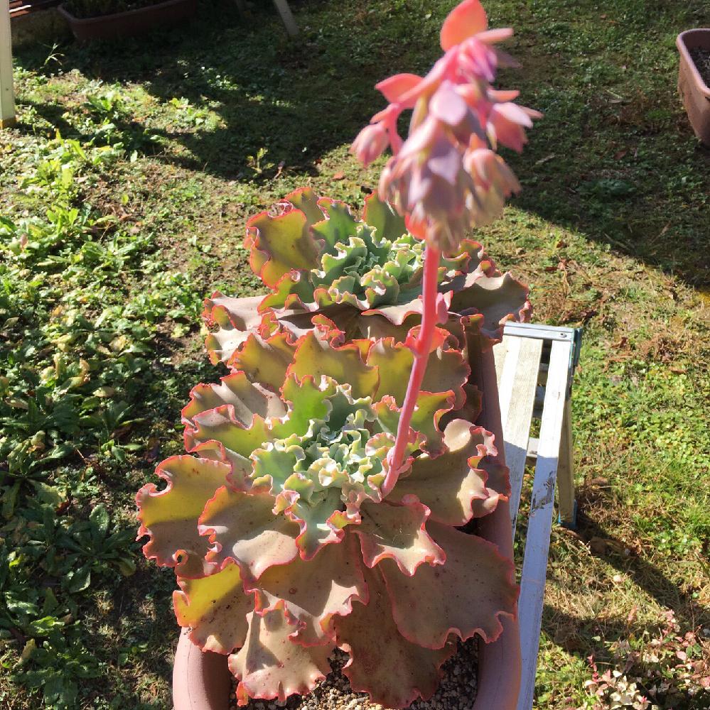 高砂の翁 Greensnap グリーンスナップ