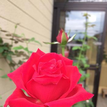 薔薇が好きだなあ♡の画像 by チャッピーさん | アプローチと元気だしてと美しいね✨とうれしいな♪とみてね‼️といつもありがとう♡とありがとう❤️と熱中症注意!!と富山支部と癒される～とこの色が好き♥と咲きました❣️と花のある暮らしと薔薇が好きだなあ♡とあぁ、うっとり♡と綺麗な色ˉ̶̡̭̭( ˭̵̵̵̵͈́ ꇴ ˭̵̵̵͈̀ )ˉ̶̡̭̭