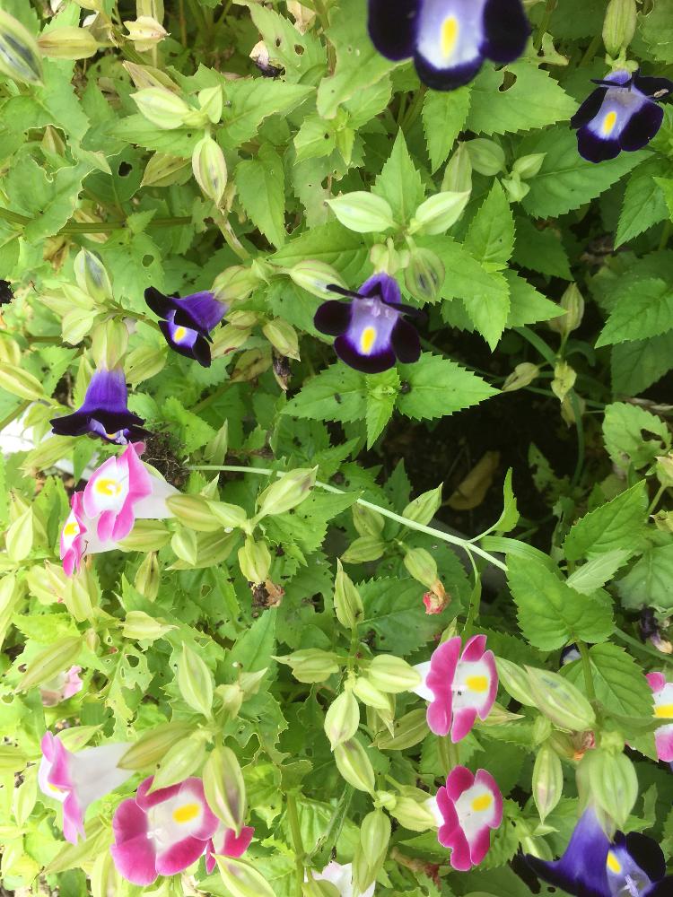 ピンクの花の投稿画像 By たまみさん 夏のお花と今日のお花と小さい花と紫の花 17月8月22日 Greensnap グリーンスナップ