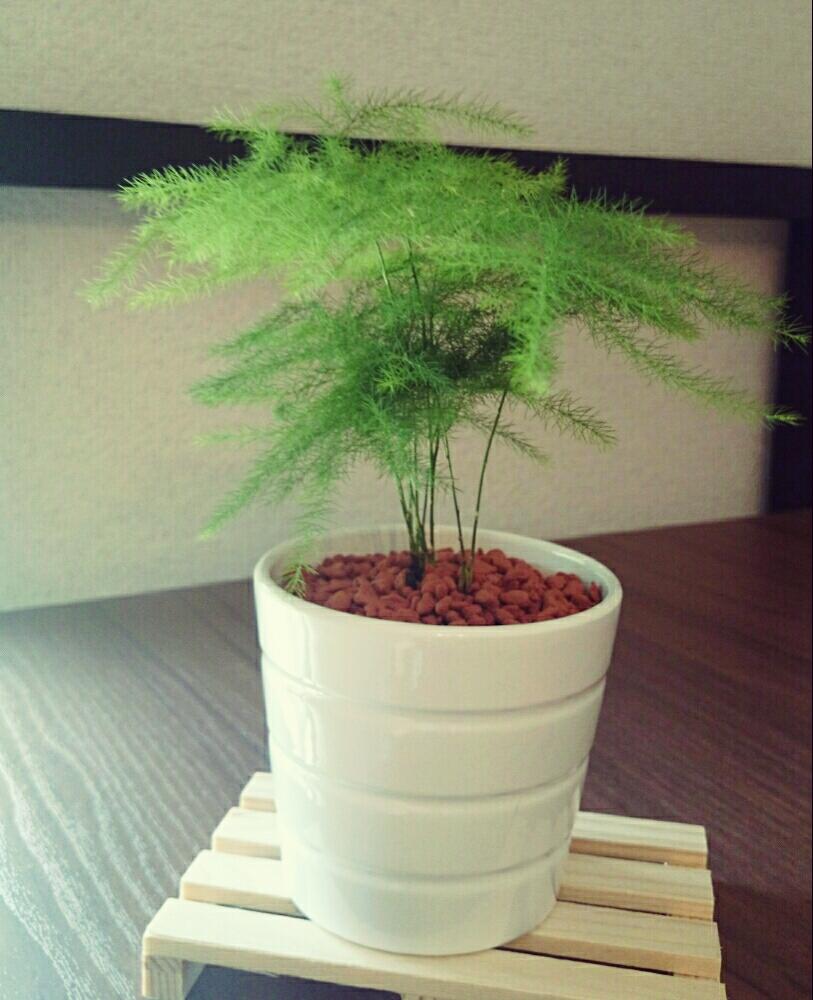 アスパラガスの投稿画像 By Tomopaguさん かわいいとセラミスと観葉植物 17月8月22日 Greensnap グリーンスナップ