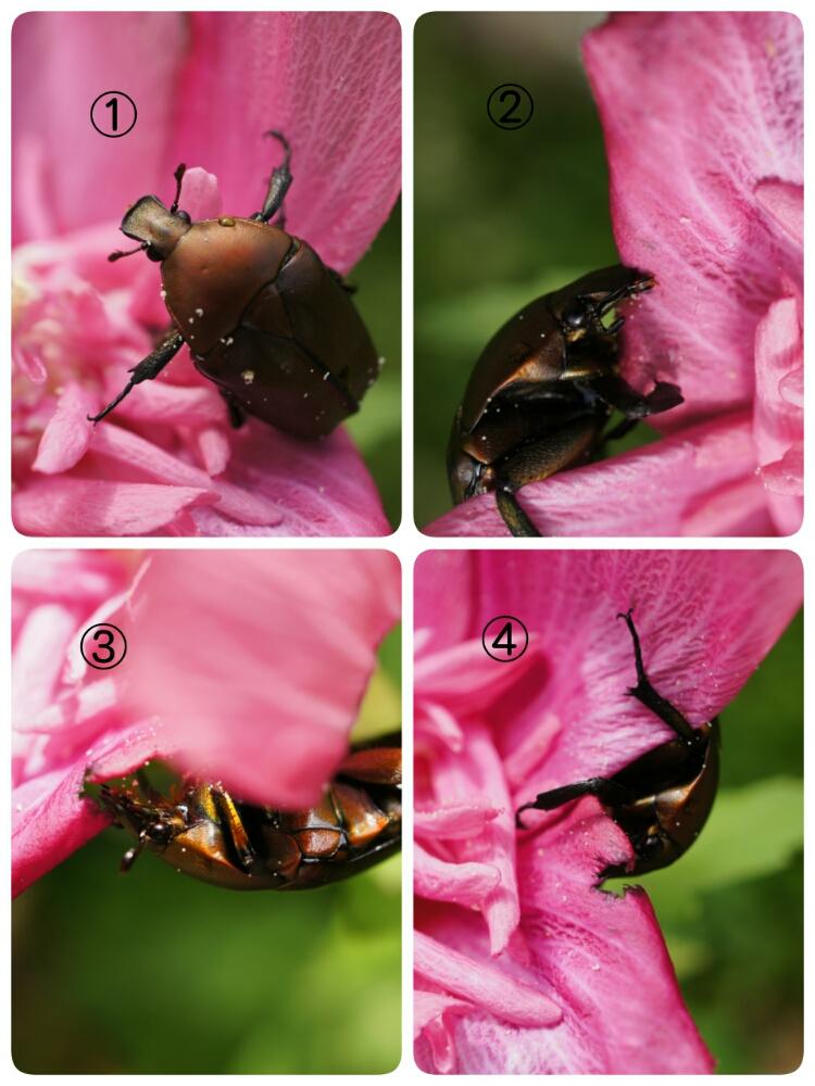 最も欲しかった ムクゲ 害虫