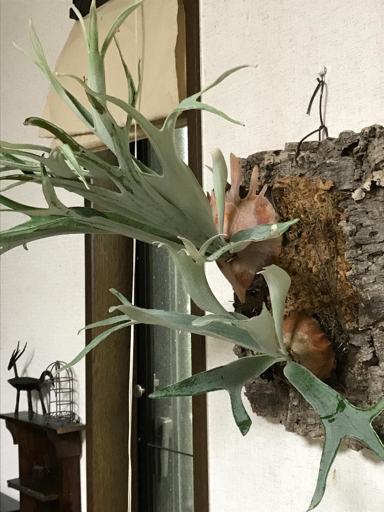 ビカクシダの投稿画像 By くにちょすさん 観葉植物 コンテストと植中毒と板付ビフル成長記録とビカクの板付けとジャングル化計画とリビングルームと花のある暮らし 17月8月22日 Greensnap グリーンスナップ