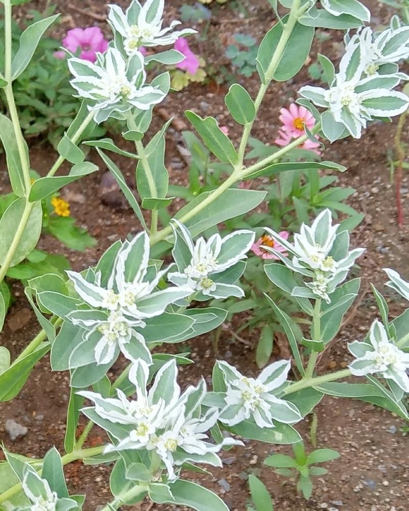 ハツユキソウの投稿画像 By まりの庭さん 広い庭とこぼれ種とこぼれ種 17月8月22日 Greensnap グリーンスナップ Greensnap グリーンスナップ