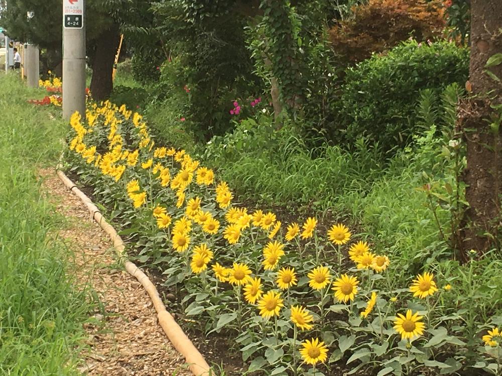 ミニひまわりの投稿画像 By Mr マーさん Iphone6sと歩道と花壇とみどりとさくらの街さがみ野 17月8月22日 Greensnap グリーンスナップ