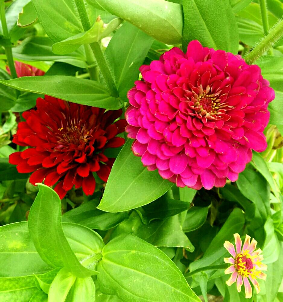 夏でも元気の投稿画像 By ビブさん 八重咲きと綺麗な色 とうめきたガーデンとやっぱり花が好き とピンクの花と夏のお花と赤い花と名前を覚えきれない 17月8月22日 Greensnap グリーンスナップ