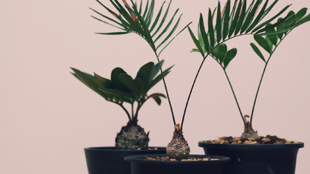 非売品 メキシコ蘇轍 ザミア 観葉植物 ソテツ 植物 観葉植物 Sergiopizarro Com Co