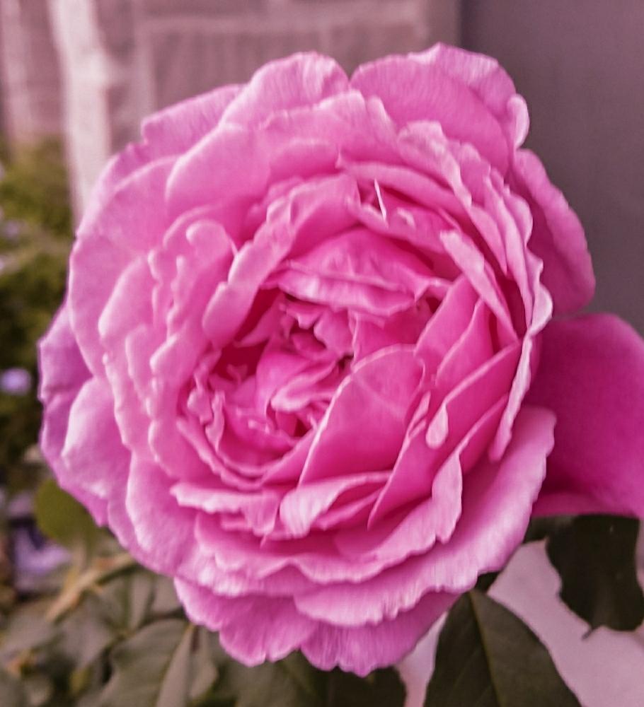 ピンクのバラ 名前何 の投稿画像 By ピッチさん 17月8月22日 Greensnap グリーンスナップ