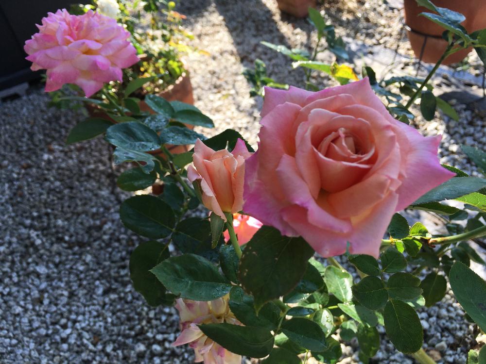 バラの咲き方いろいろ の投稿画像 By Naoさん 薔薇愛同盟とバラの香りとバラの小庭とかわいい と寄せ植えと癒しとバラ のある暮らしと美しい と安らぎタイムと緑のある暮らしと四季咲きとガーデニングと花のある暮らしとバラ 17月8月23日 Greensnap