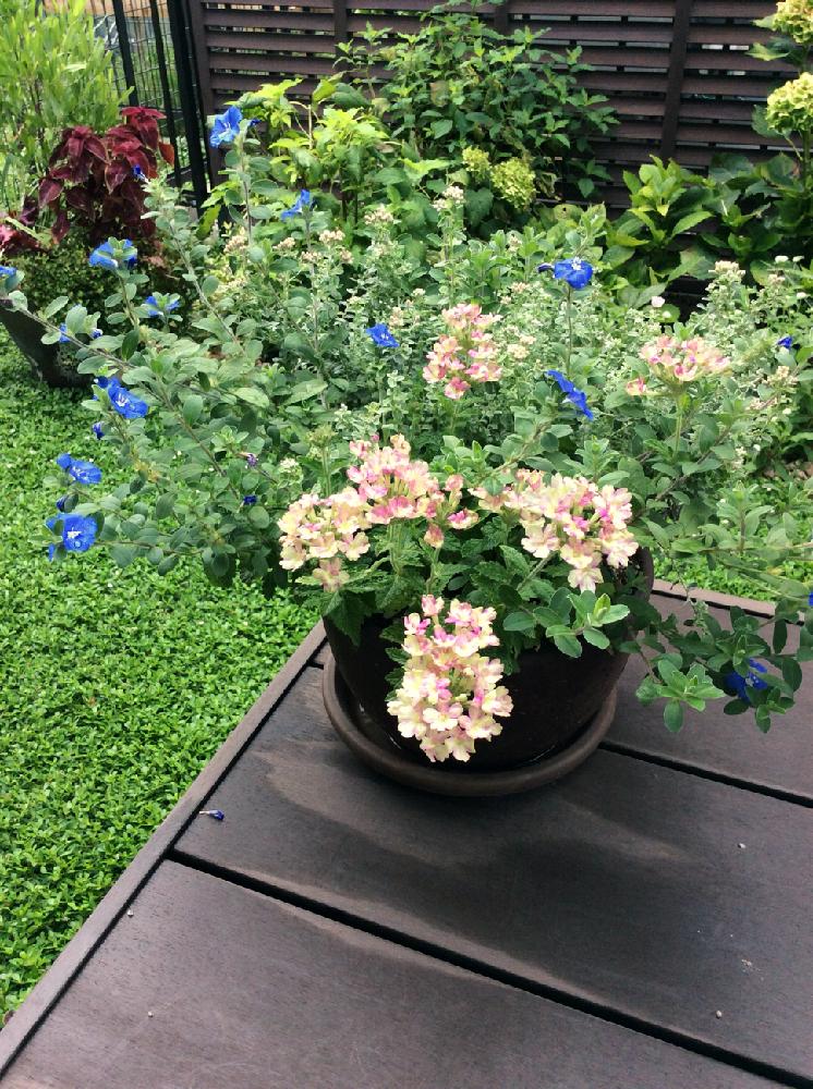 バーベナの投稿画像 By まっさんさん アメリカンブルーとプレコスタキスと雨上がりと寄せ植えと初心者と鉢植えと花のある暮らし 17月8月23日 Greensnap グリーンスナップ
