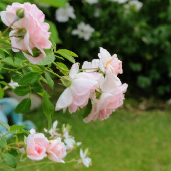 ラブリーメイアン薔薇の画像 by makoさん | 小さな庭とピンクの薔薇と今日の一枚と花のある暮らしと薔薇♪とバラ・ミニバラとバラを楽しむとラブリーメイアン薔薇