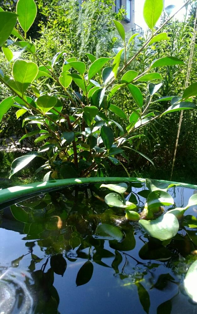 ホテイアオイの投稿画像 By しまくまさん ガジュマルとgs植物うちなーぐち会とメダカとビオトープ 17月8月23日 Greensnap グリーンスナップ