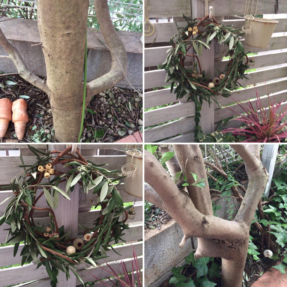 木の実リースの投稿画像 By オリーブさん キウイの蔓とオリーブの木 とオリーブのリースと花のある暮らし 17月8月23日 Greensnap グリーンスナップ