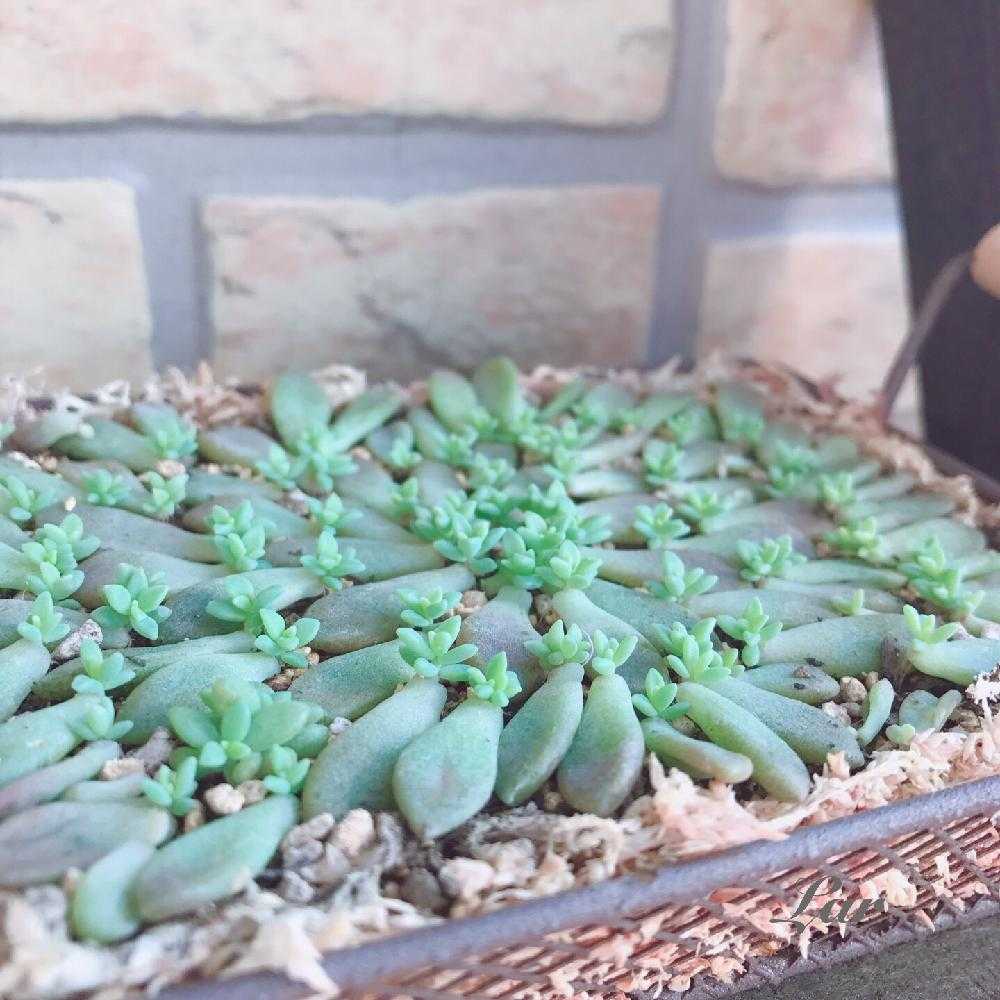 姫秋麗の葉挿し 成長記録｜🍀GreenSnap（グリーンスナップ）