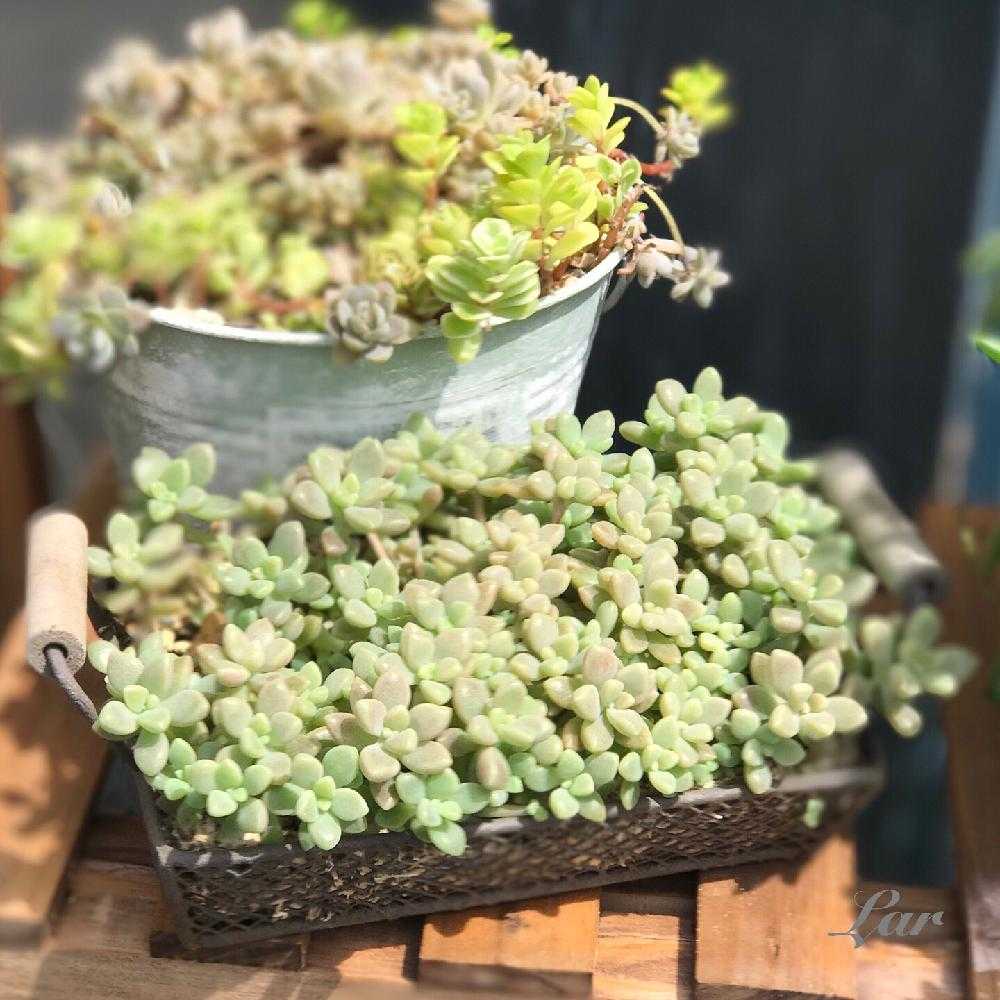 姫秋麗の葉挿し 成長記録｜🍀GreenSnap（グリーンスナップ）