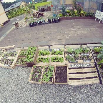 パレットガーデニングdiyの投稿画像一覧 Greensnap グリーンスナップ