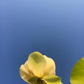 儚い花の投稿画像一覧 Greensnap グリーンスナップ