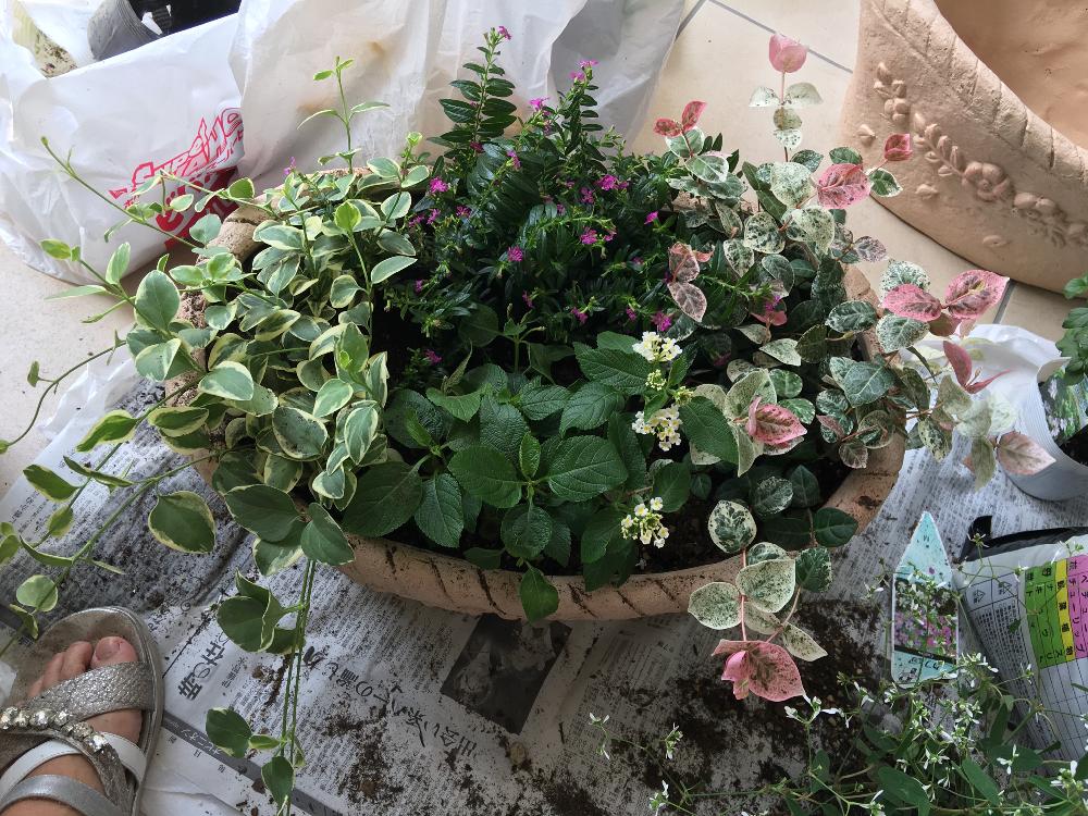 ハツユキカズラの投稿画像 By Raraさん クフェアとランタナとツルニチニチソウと玄関 17月8月23日 Greensnap グリーンスナップ Greensnap グリーンスナップ