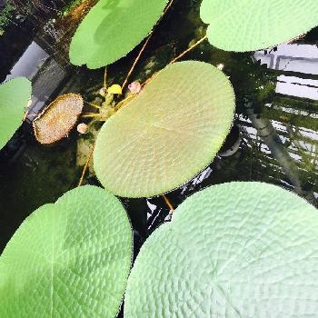 アマゾン川原産の投稿画像一覧 Greensnap グリーンスナップ