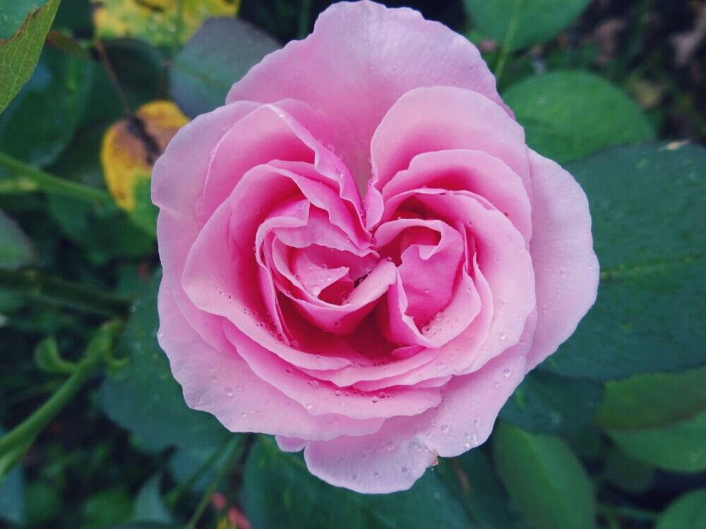 バラ ヘルシューレンの投稿画像 By きらまる さん バラヘルシューレンとhtcと薔薇愛同盟と薔薇男子とb型とバラ のある暮らしと斑入り好き と今日の一枚とたまらん とピンク神押しとかわいいな とテンション とげんき とバラを楽しむと薔薇は恋人とハート咲き