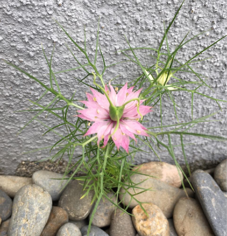 ニゲラの投稿画像 By プリティーローズさん My Gardenと嬉しいとナチュラルスタイルと花のある暮らしとドライフラワーにしたいとかわいいな と 北海道 17月8月24日 Greensnap グリーンスナップ