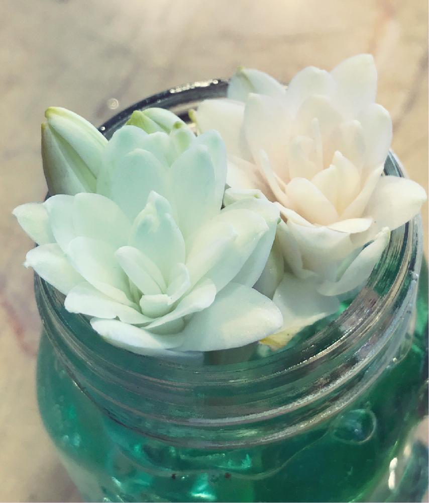 チューベローズの投稿画像 By うめぼさん お出かけ先と切り花と切り花 17月8月24日 Greensnap グリーンスナップ Greensnap グリーンスナップ