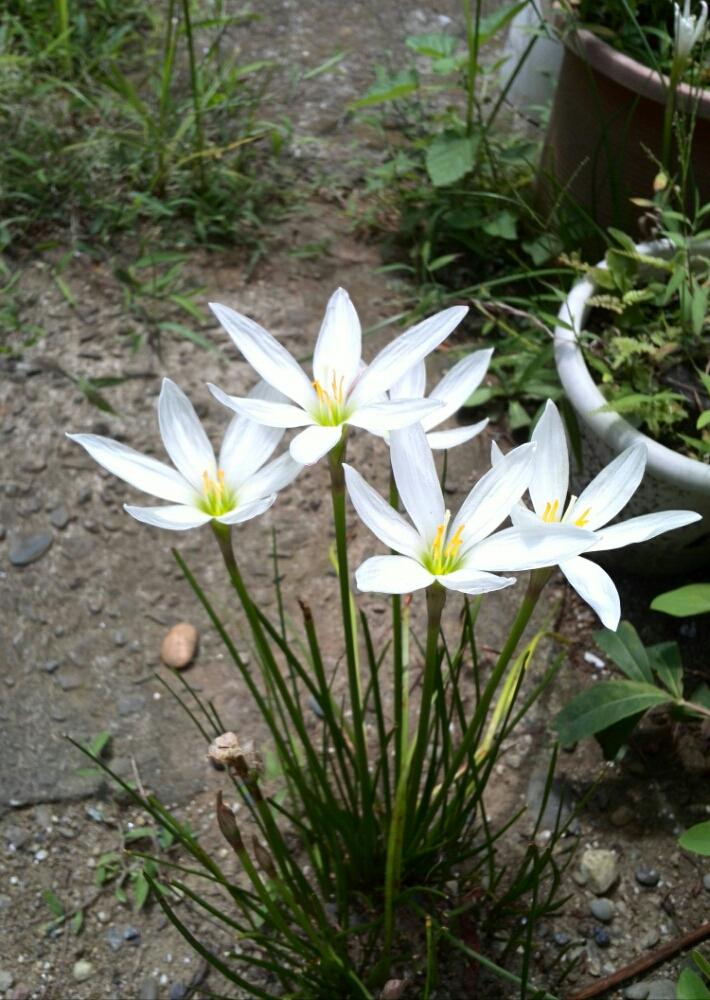 クロッカスの花の投稿画像 By かりんかさん 白い花 17月8月24日 Greensnap グリーンスナップ