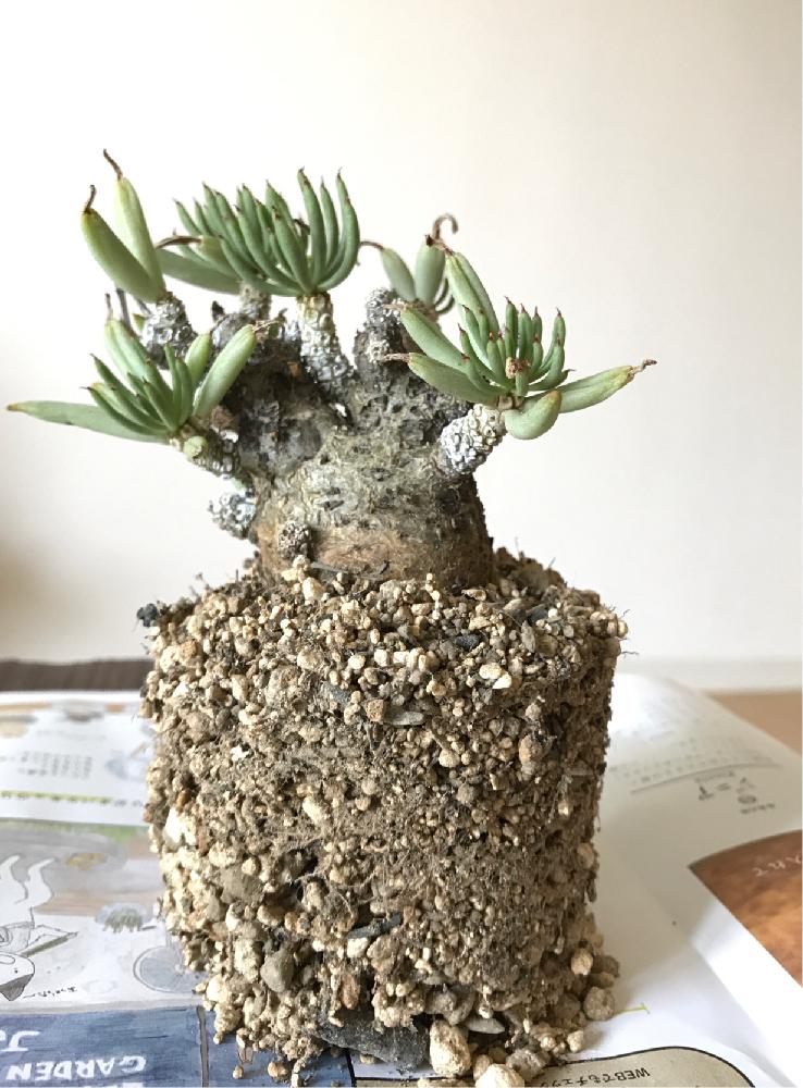 チレコドン　ペアルソニー　実生　コーデックス 塊根植物 1503717345123_thum_photo.jpg