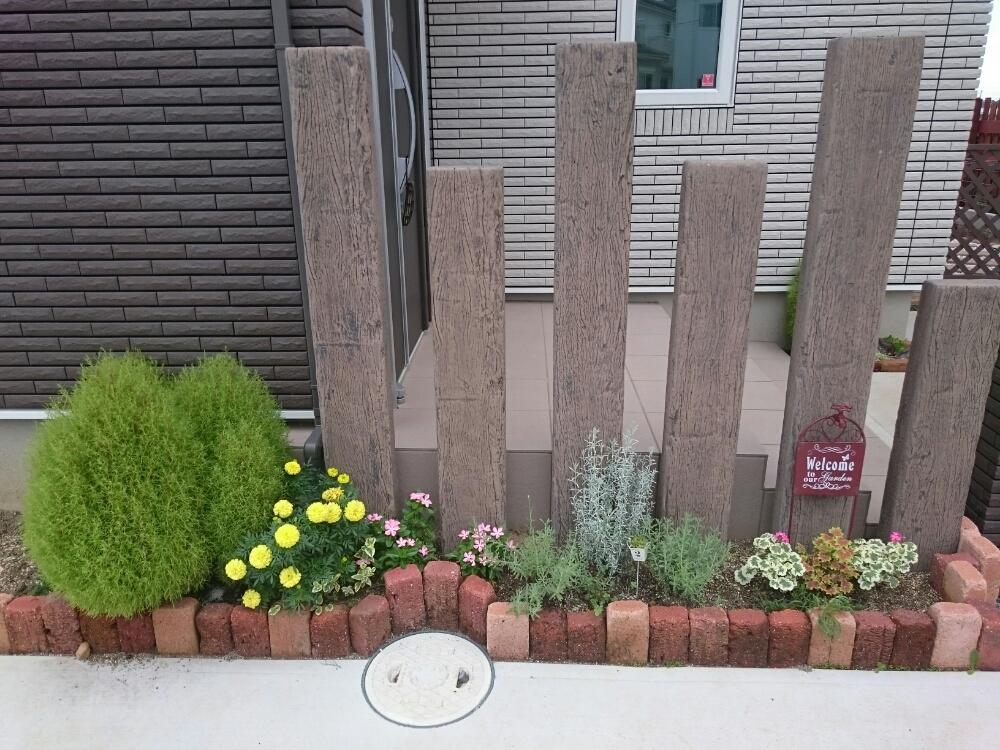 マリーゴールドの投稿画像 By てんぐさん ゼラニウムとニチニチソウとラベンダーとコキアと花のある暮らしと手作りの庭と花壇とお庭と暮らす 17月8月26日 Greensnap グリーンスナップ