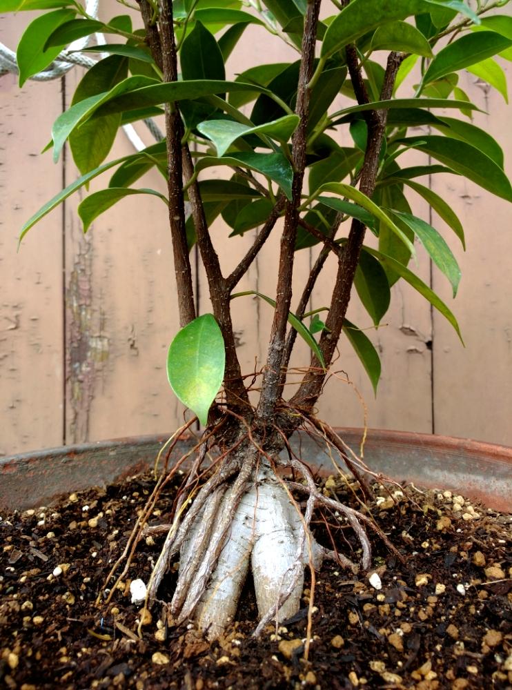 ガジュマル 気根