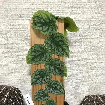 モンステラ ドゥビアの投稿画像一覧 Greensnap グリーンスナップ